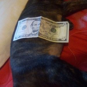 Meet your Posher, Sandy